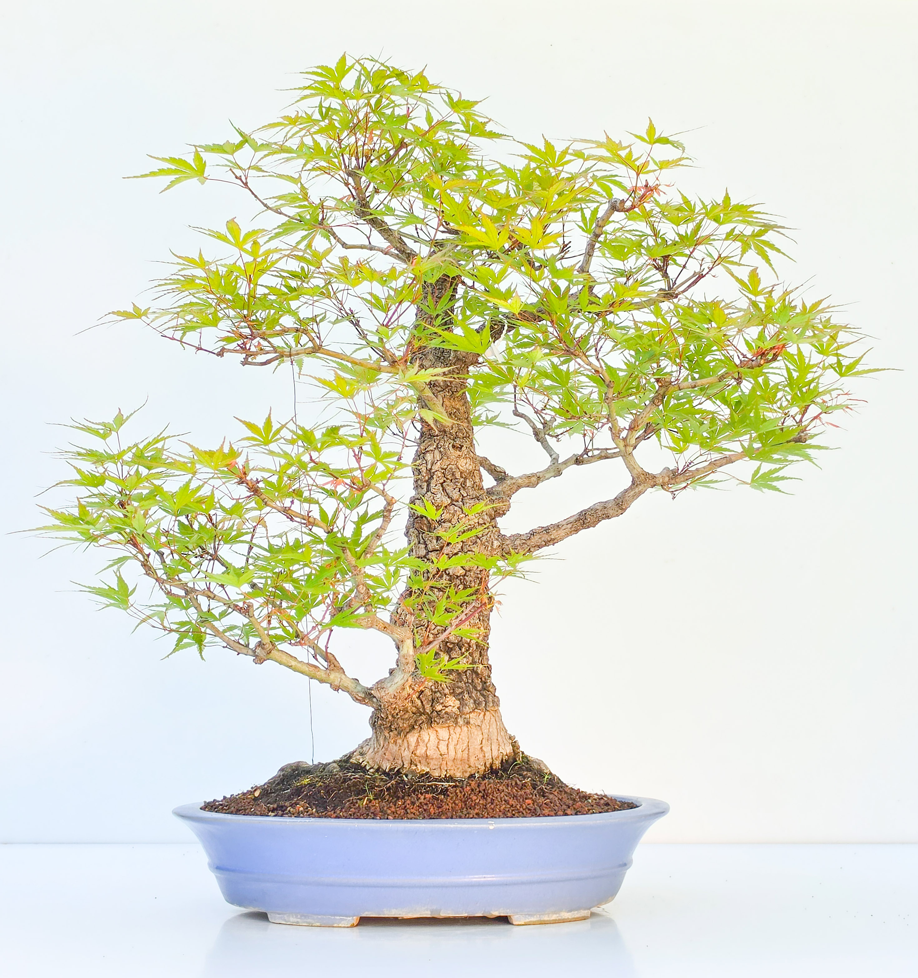 Bonsai Fächerahorn - Acer palmatum Arakawa 54cm