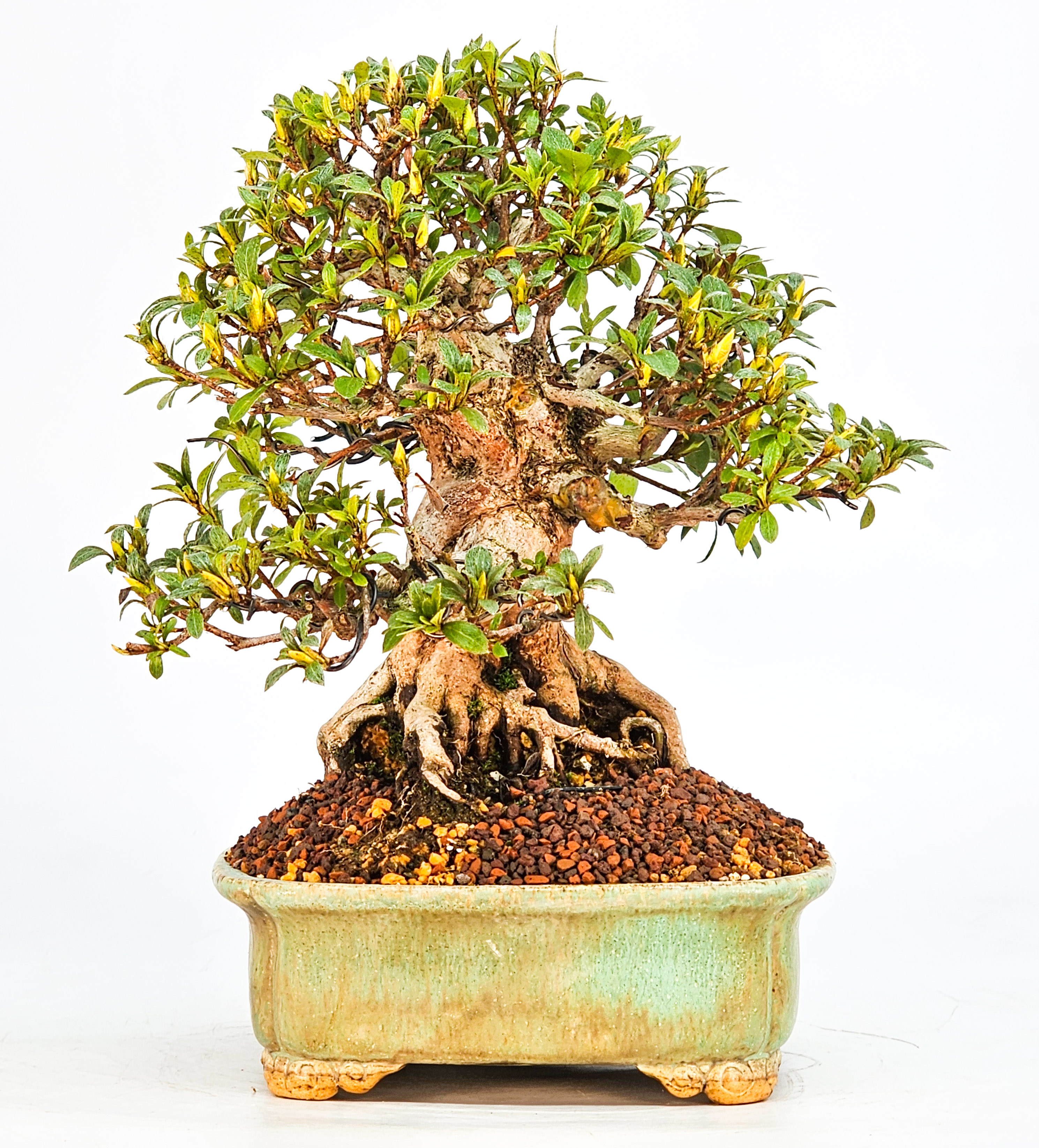 Bonsai Azalee Rhododendron indicum - Hi-no-maru - Shohin 19,5cm - Video!!