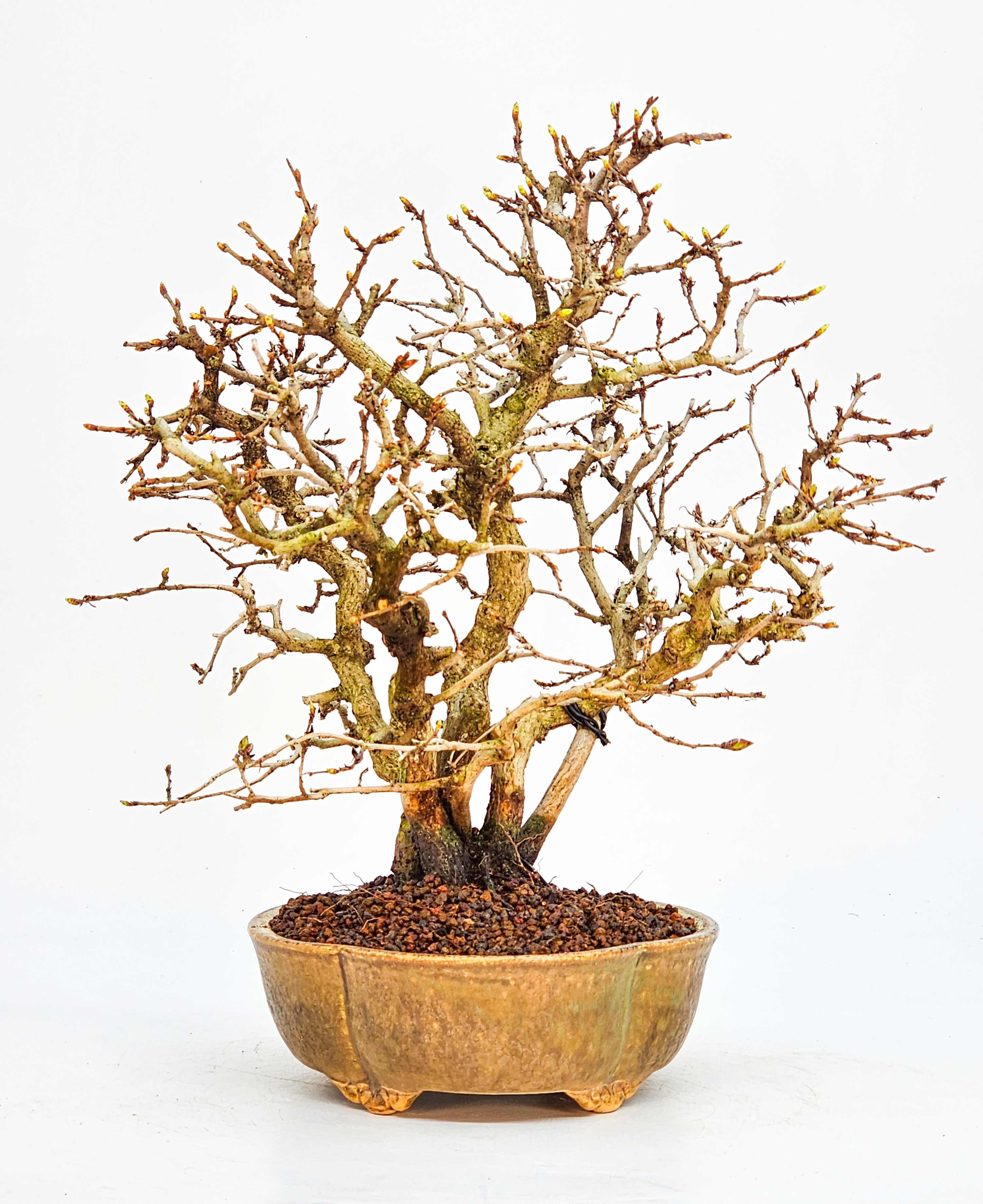 Bonsai Koreanische Hainbuche Carpinus coreana 23cm