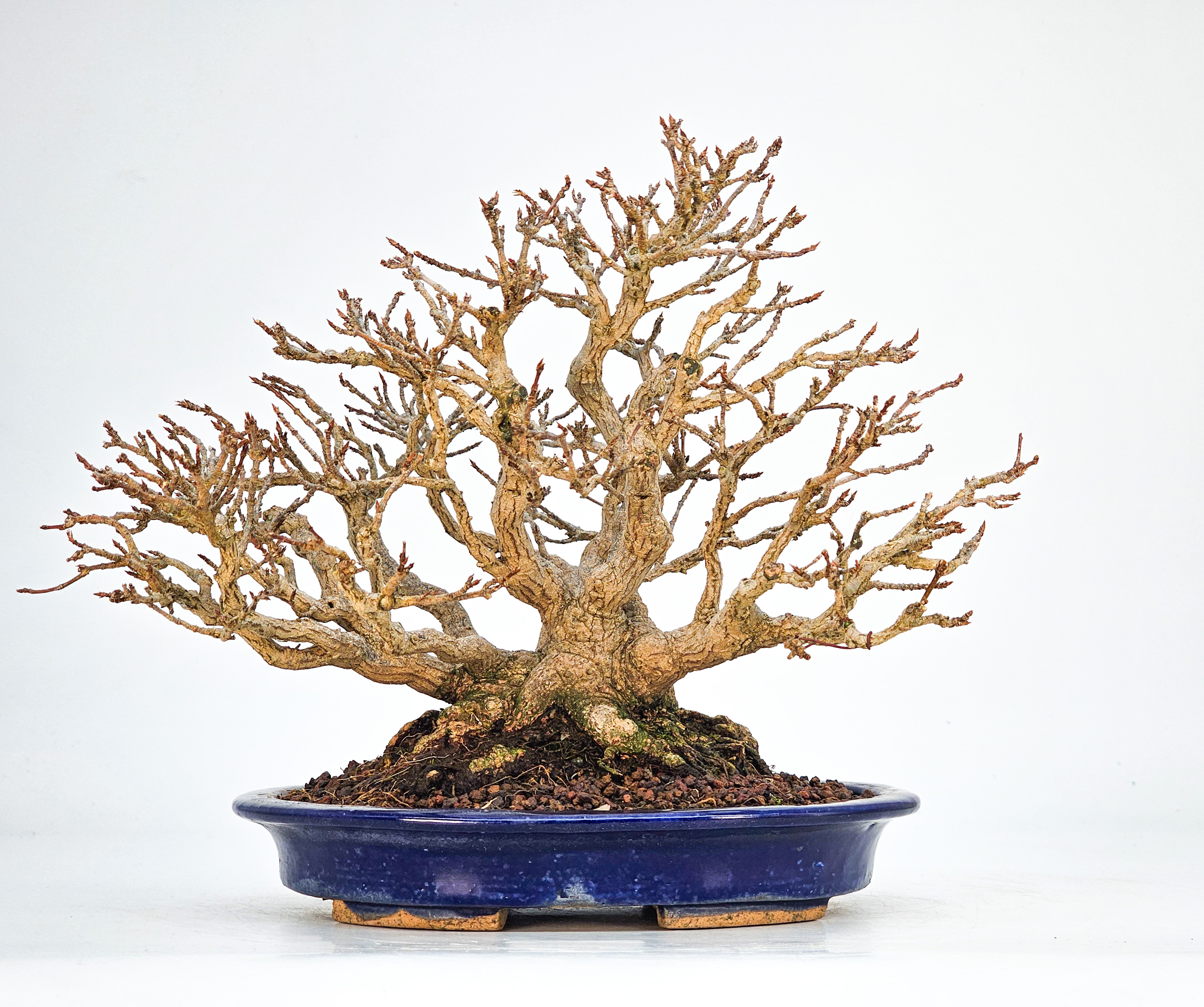 Bonsai Premium Dreispitzahorn - Acer buergerianum Shohin 19cm - Video  
