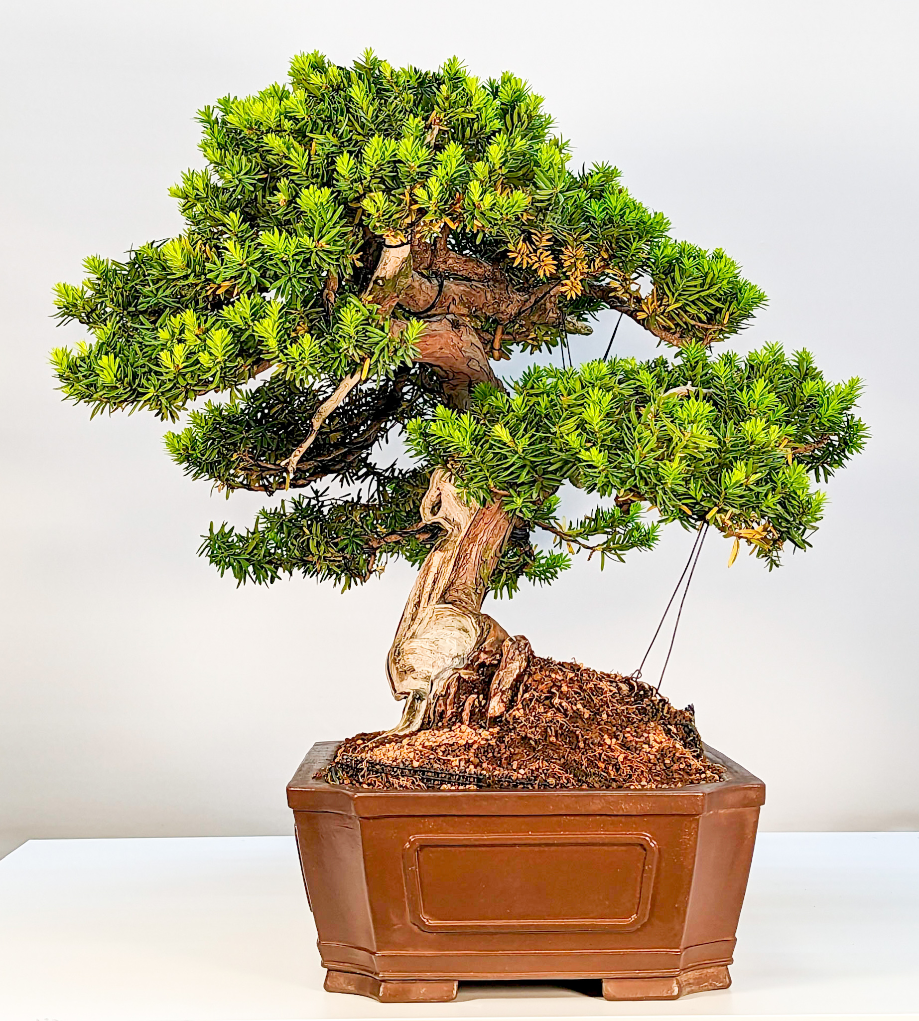 Bonsai Japanische Eibe Taxus cuspidata 52cm