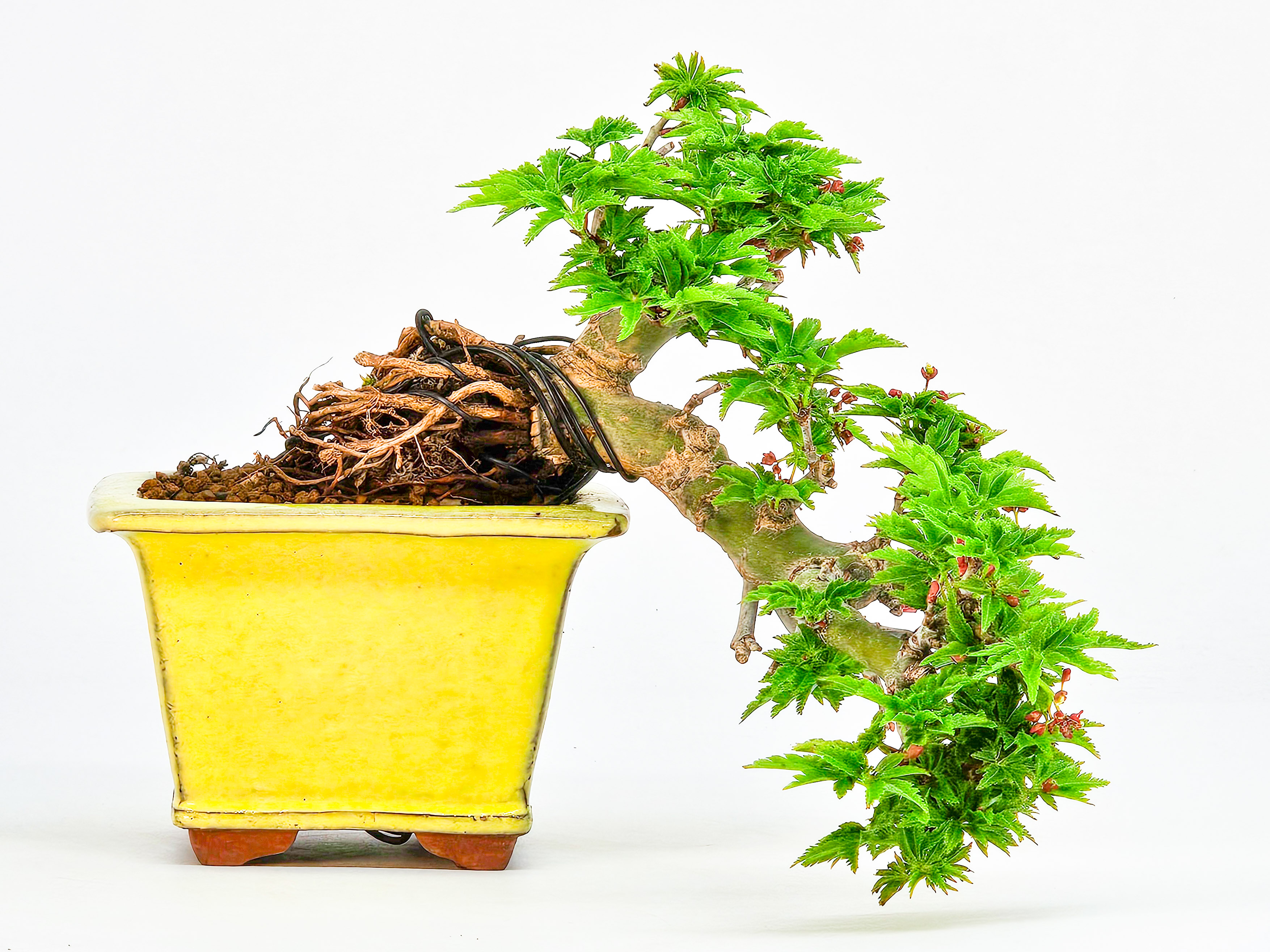 Bonsai Löwenkopfahorn- Acer palmatum Shishigashira Shohin 11cm
