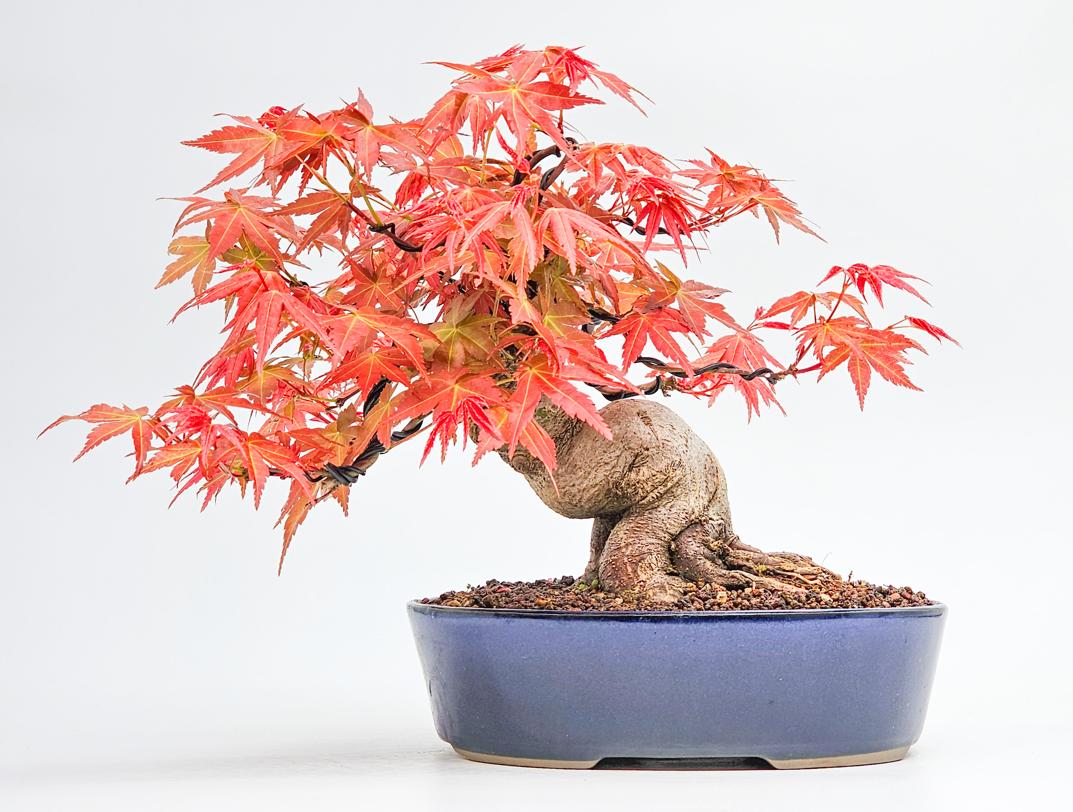 Bonsai kaufen - Ikigai Bonsai