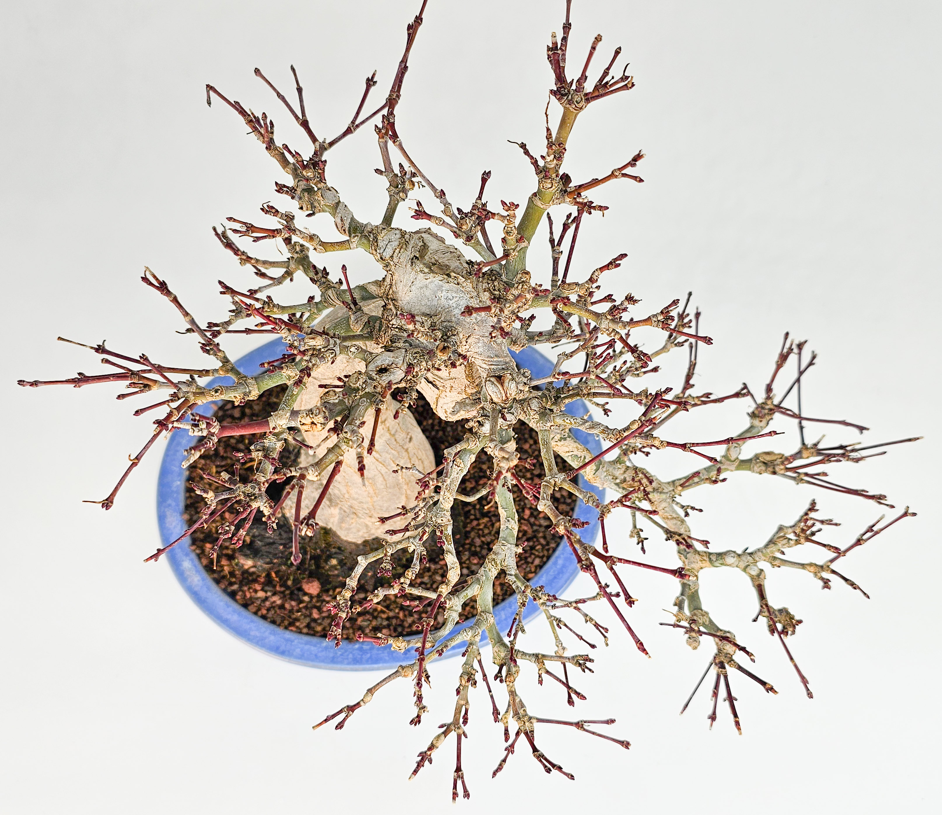 Bonsai Premium Fächerahorn - Acer palmatum Orihime Shohin 20cm
