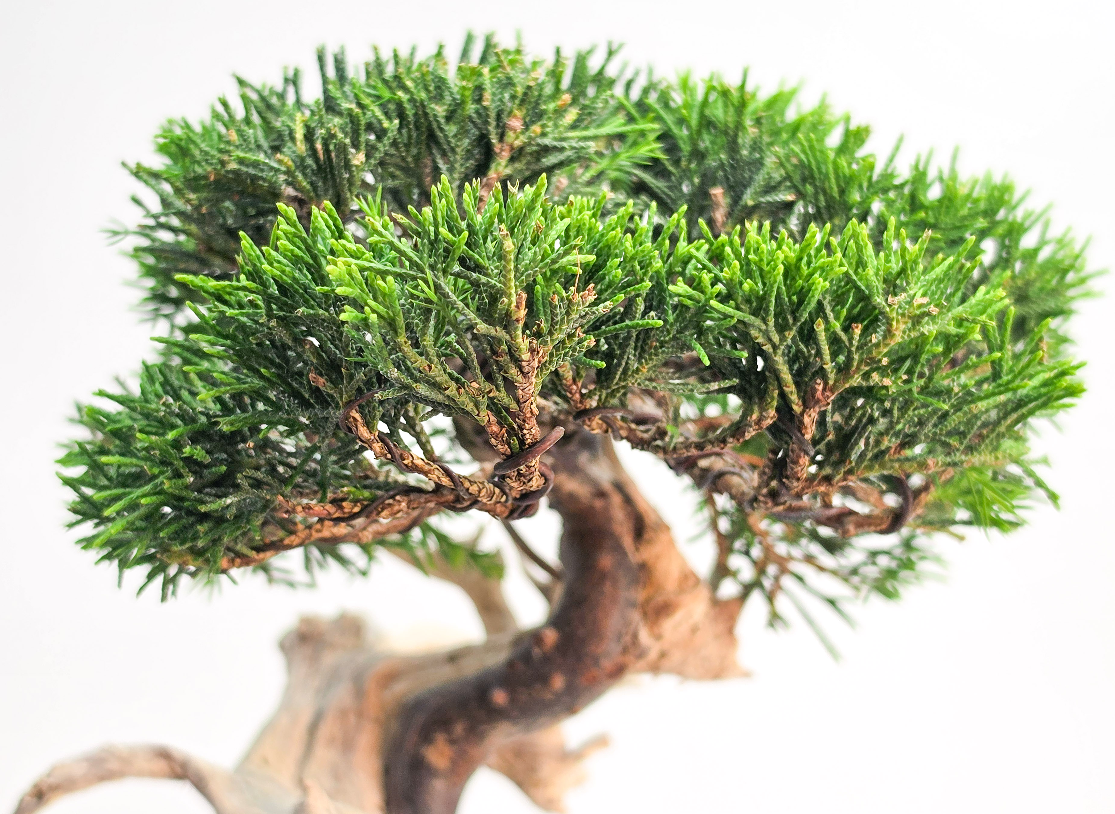 Bonsai Wacholder - Juniperus chinensis Shohin 19cm