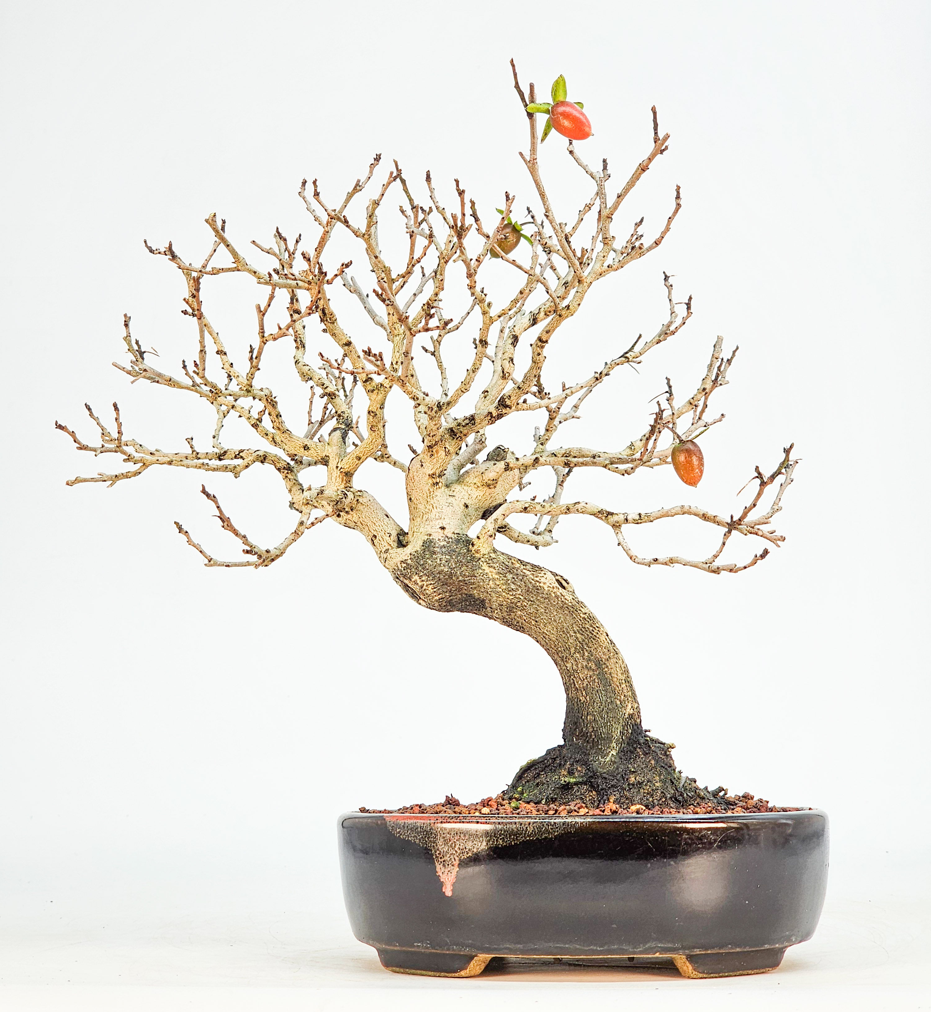 Bonsai Kakipflaume - Diospyros kaki Shohin 21cm 
