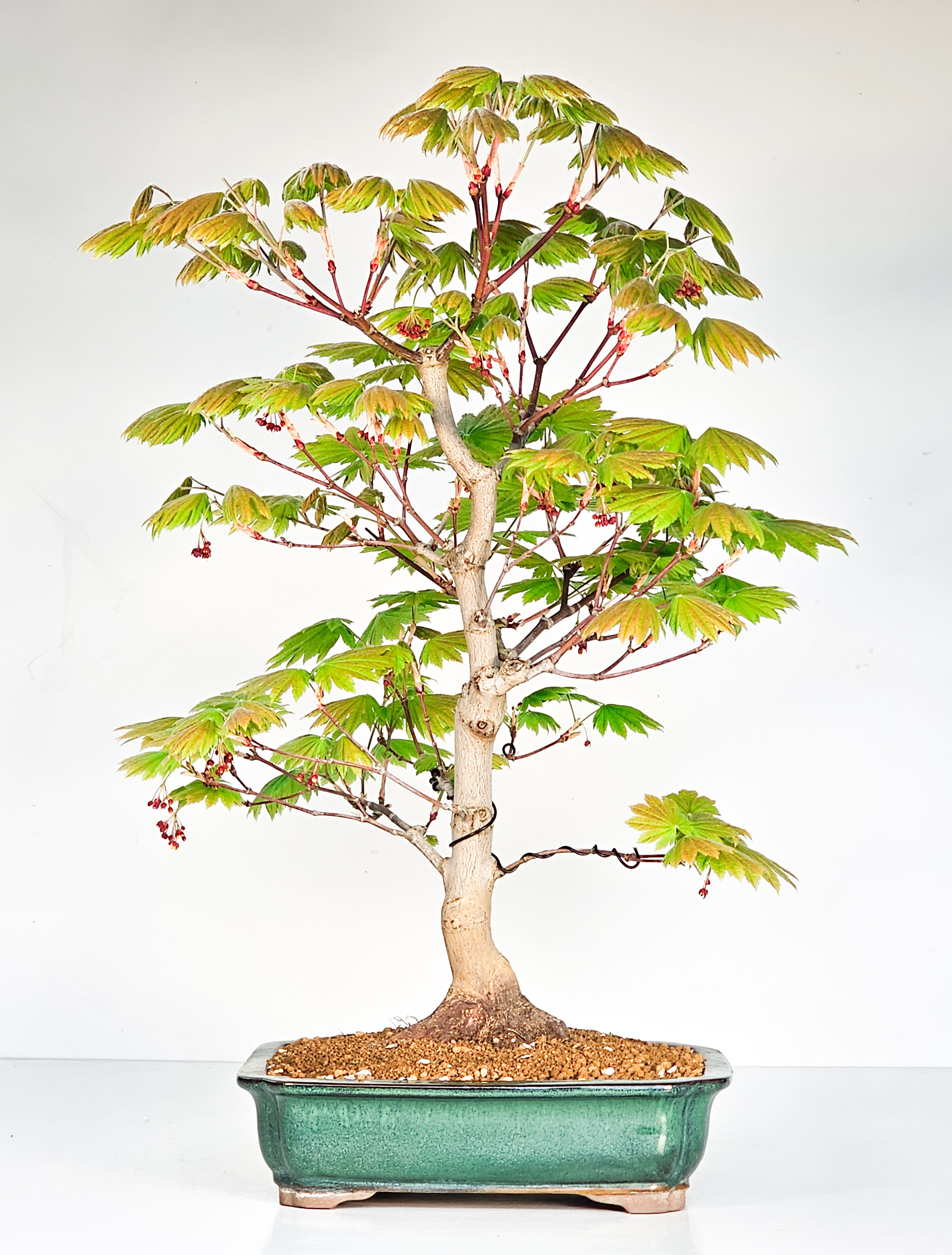Bonsai Japanischer Ahorn - Acer japonicum 53cm