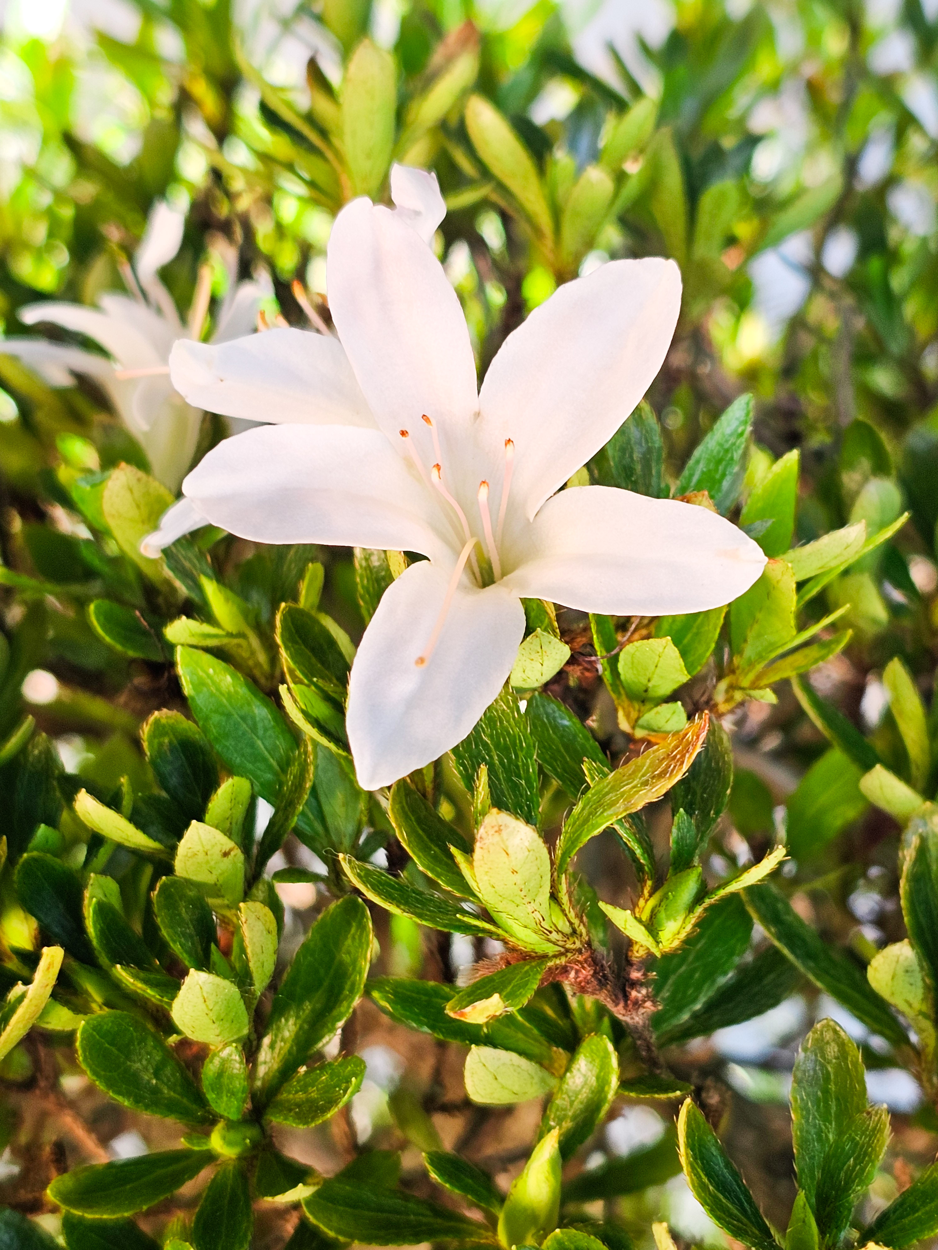 Bonsai Azalee Rhododendron indicum -Kozan- 55cm Bonsai Azalee Rhododendron indicum -Kozan- 55cm