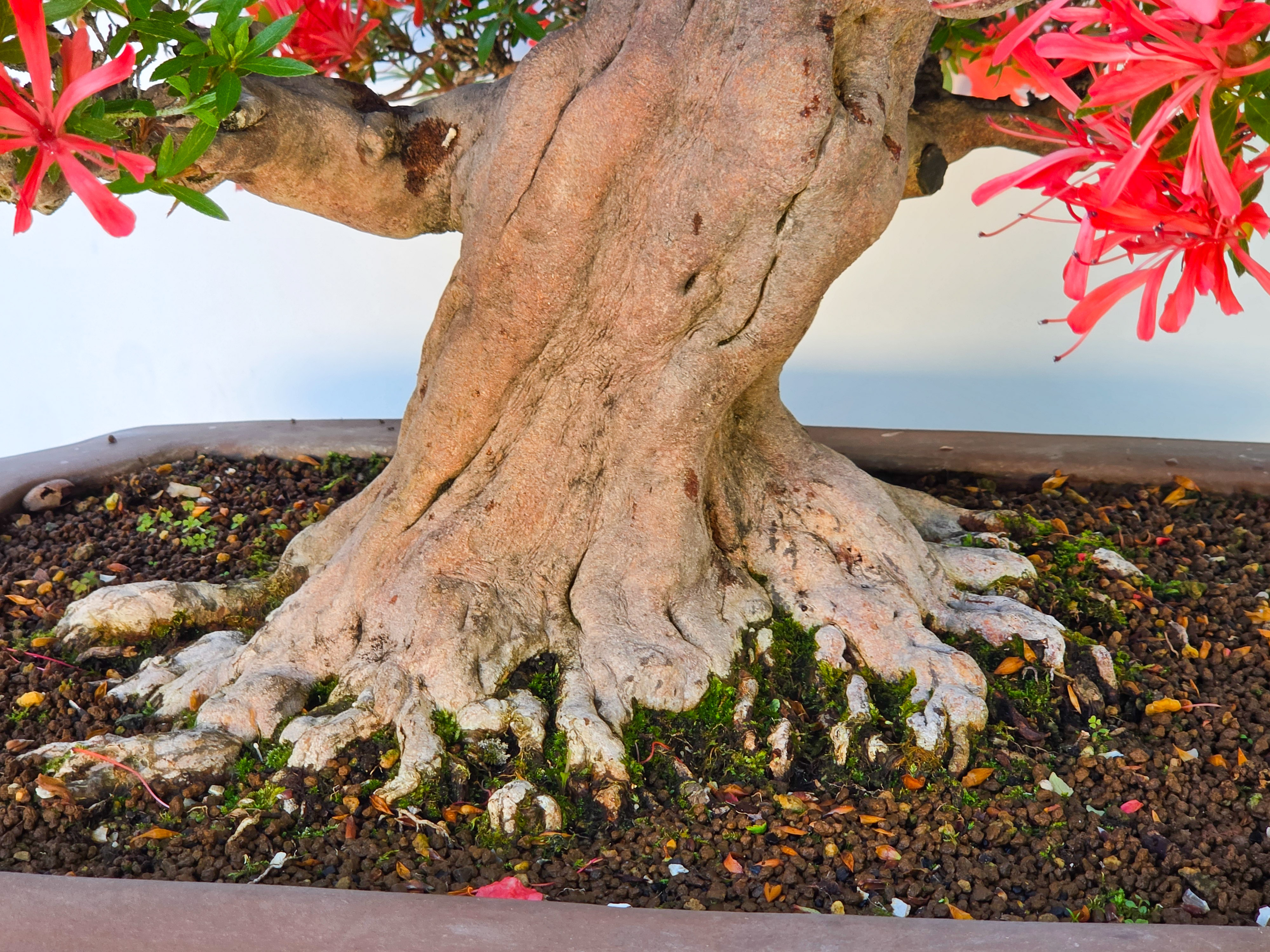 Bonsai Premium Azalee -  Rhododendron indicum kinsai 63cm Video!!