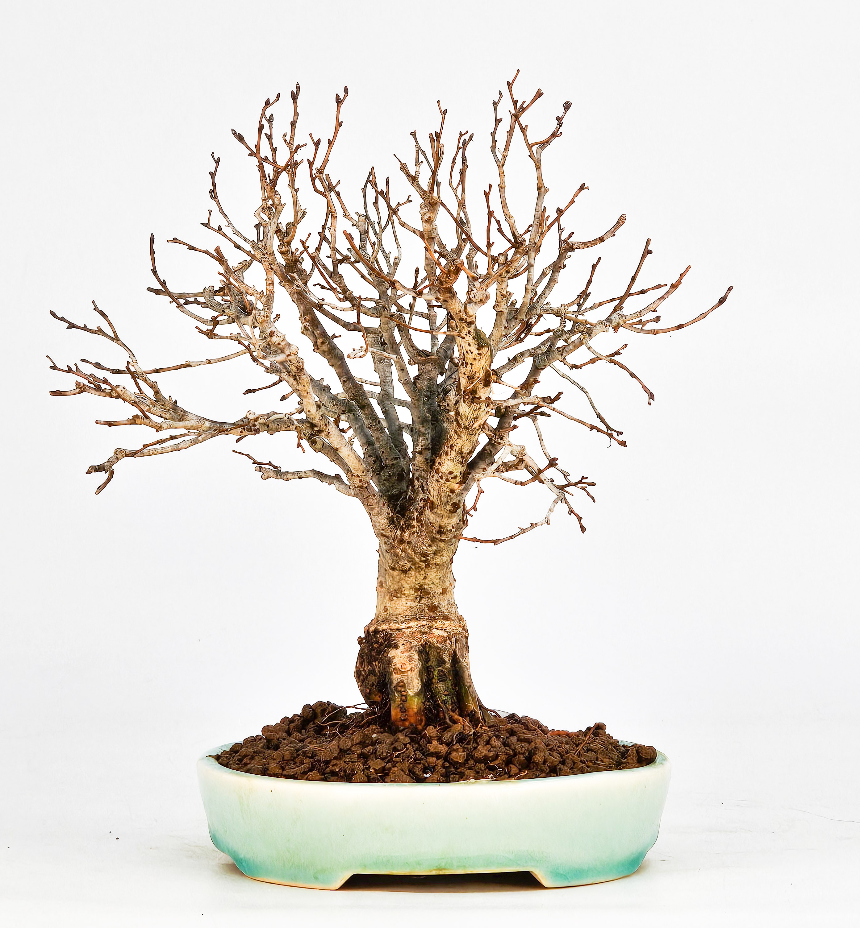 Bonsai Zelkova serrata Shohin 17,5cm