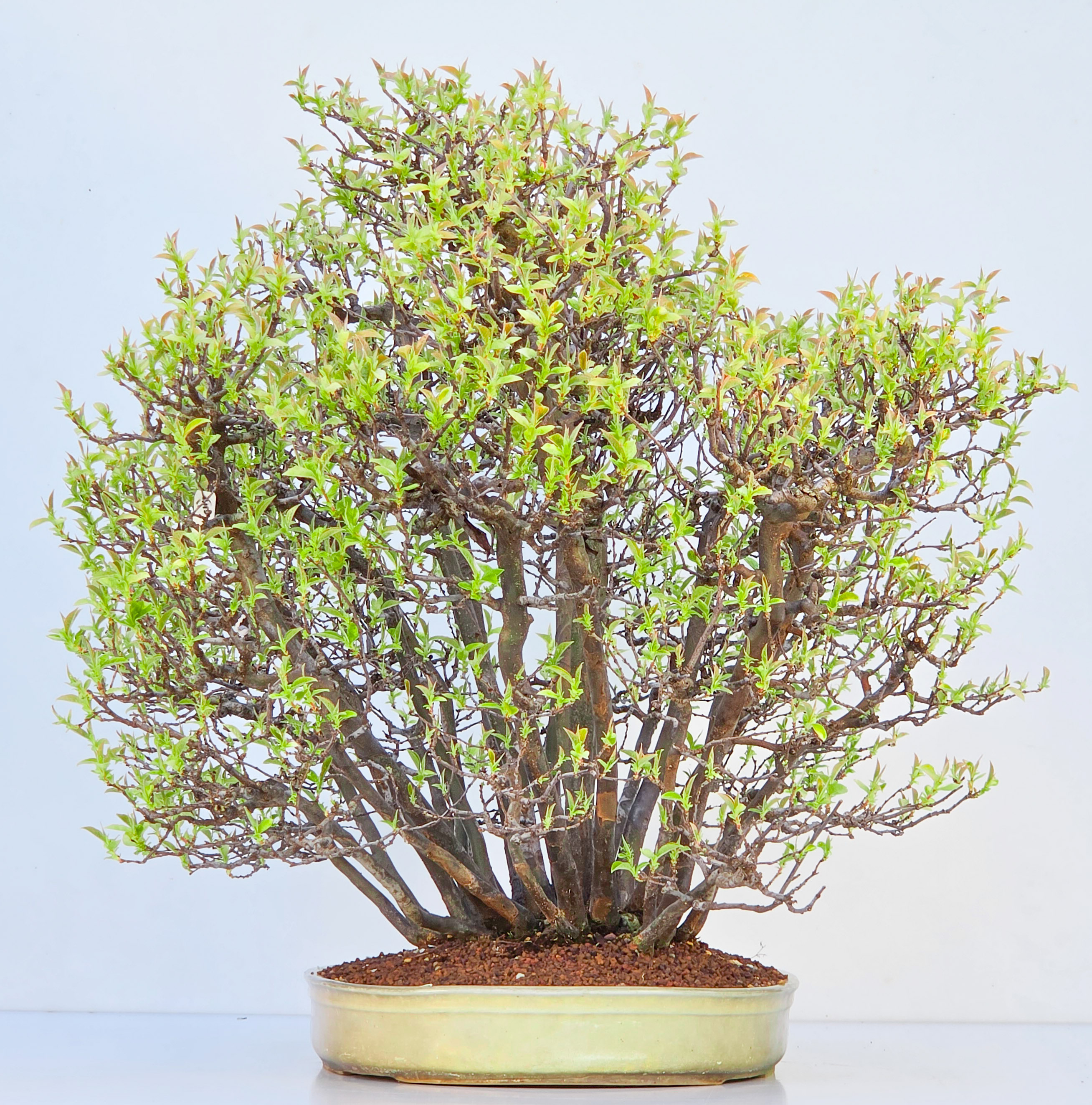 Bonsai Quitte - Pseudocydonia sinensis Wald 61cm Video!!