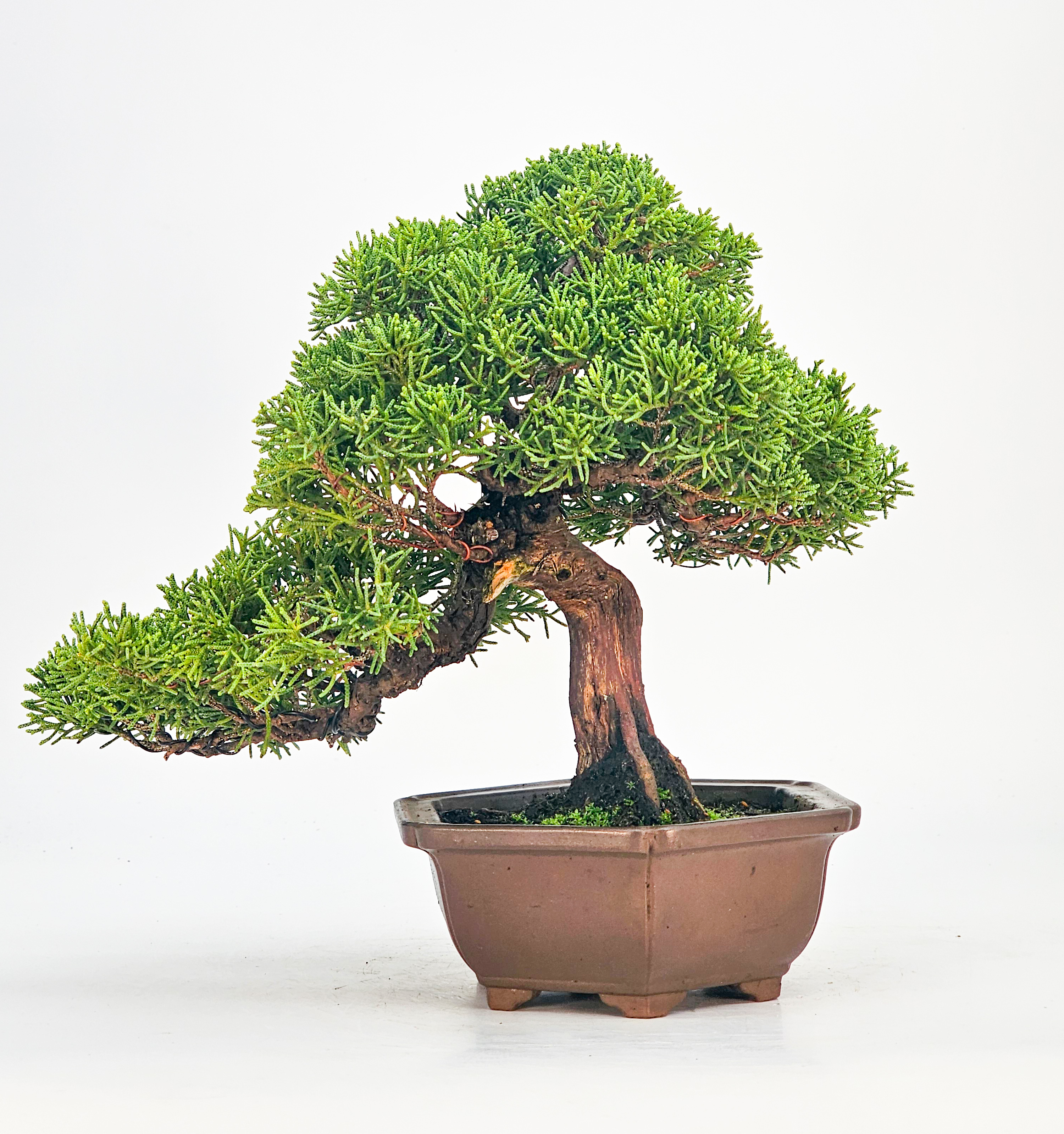 Bonsai Wacholder Juniperus chinensis Shohin 21cm