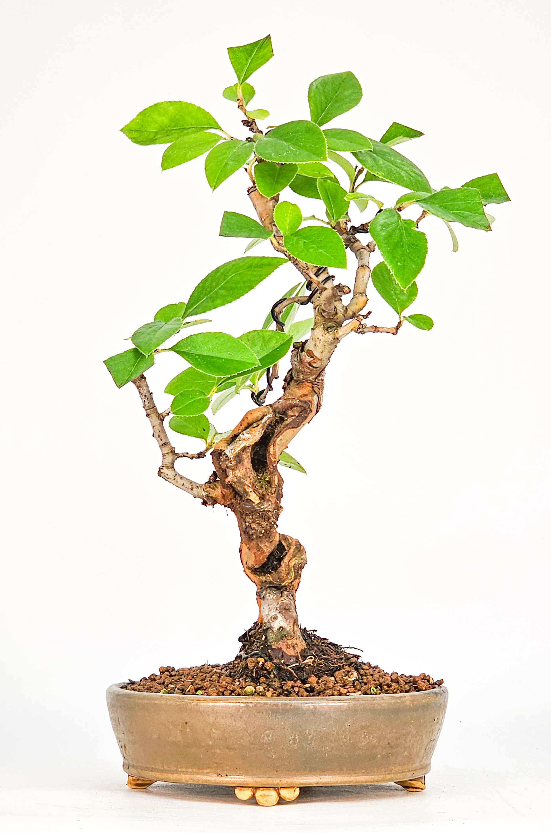 Bonsai Quitte - Pseudocydonia sinensis Shohin 21cm