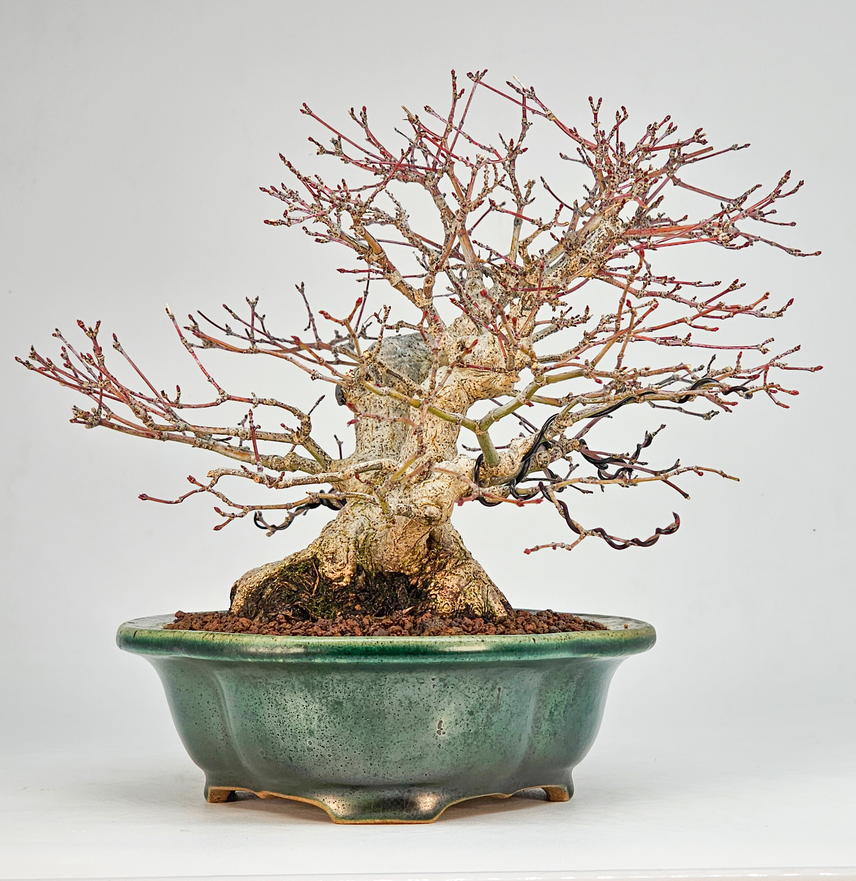 Bonsai Premium Fächerahorn - Acer palmatum Shohin 18cm 