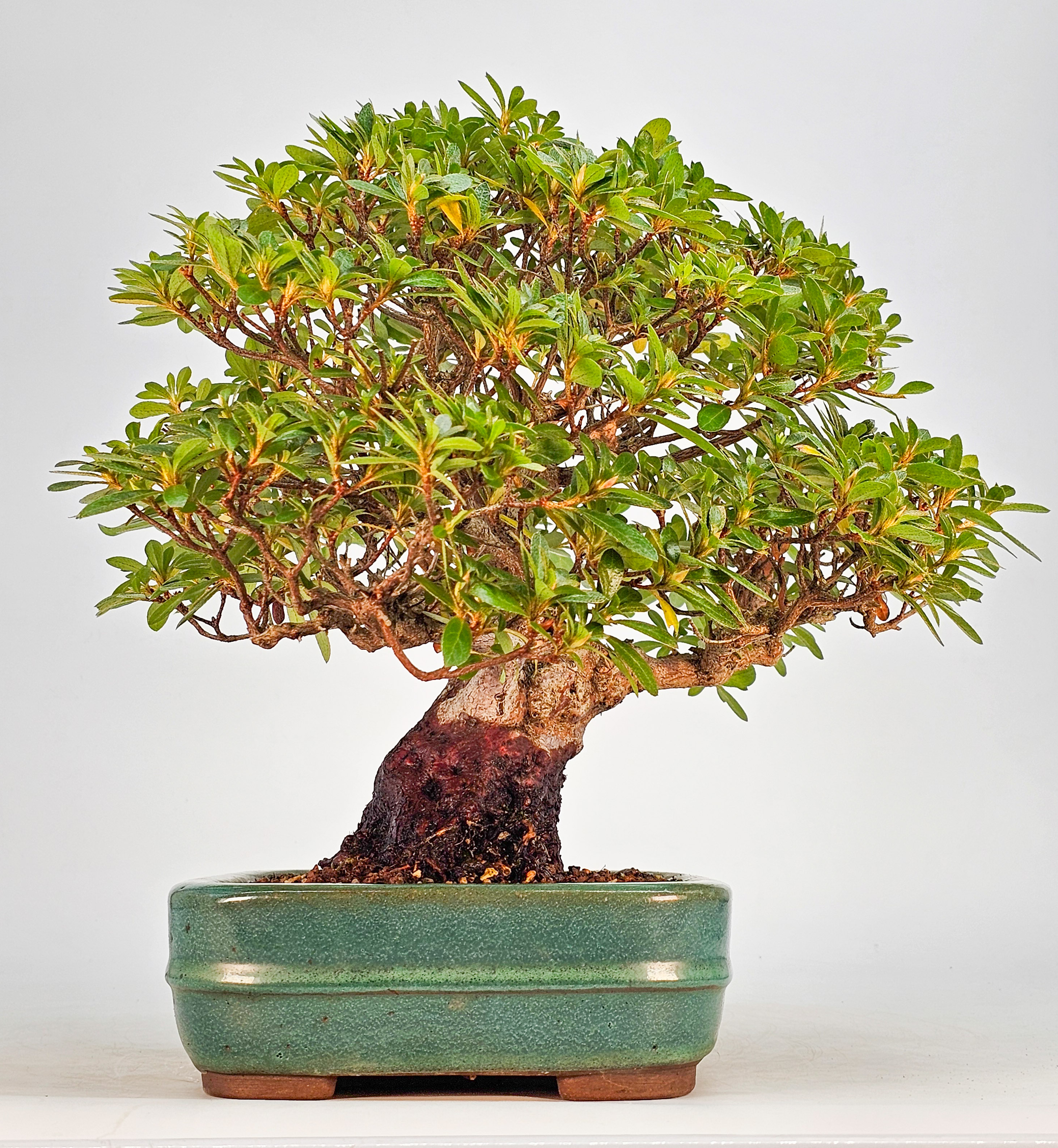 Bonsai Azalee - Rhododendron indicum - Wakaebisu 27cm 