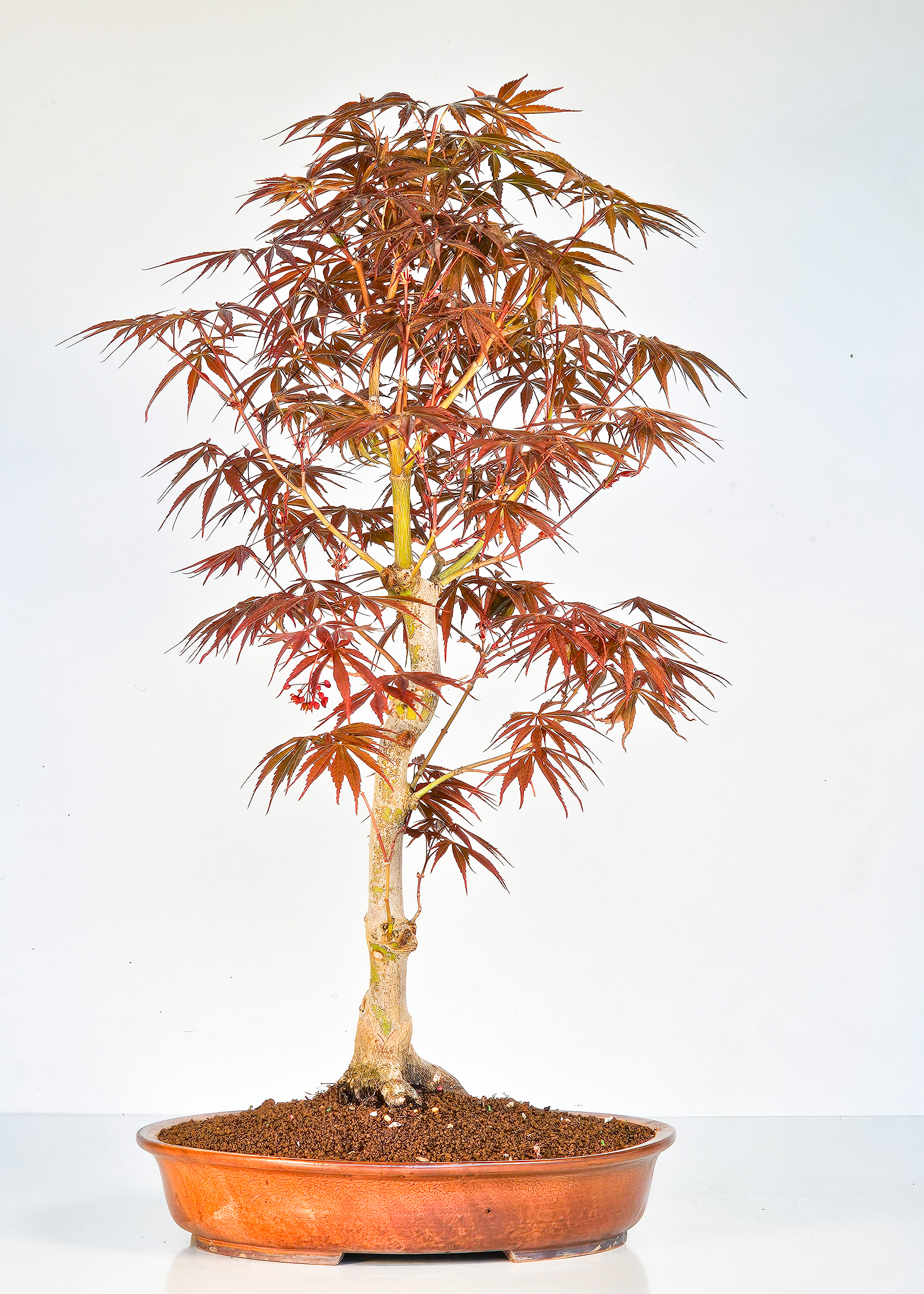 Bonsai Fächerahorn - Acer palmatum Tsuma beni 52cm  