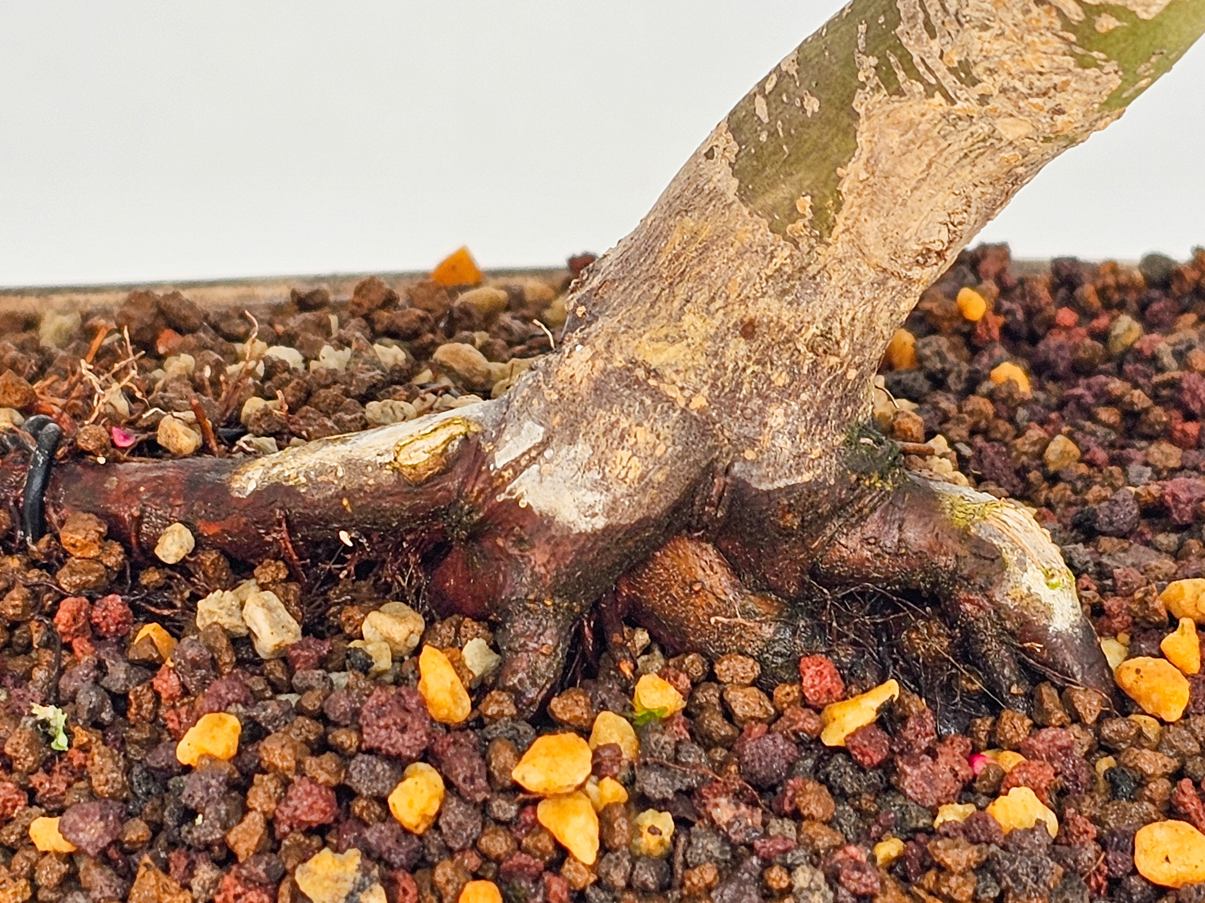 Bonsai Fächerahorn Acer palmatum Deshojo Shohin 21cm  