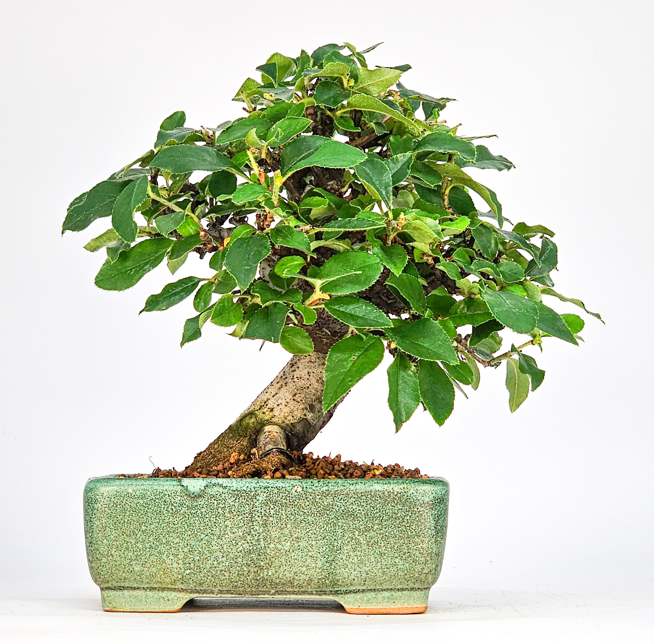 Bonsai Quitte - Pseudocydonia sinensis Shohin 13cm