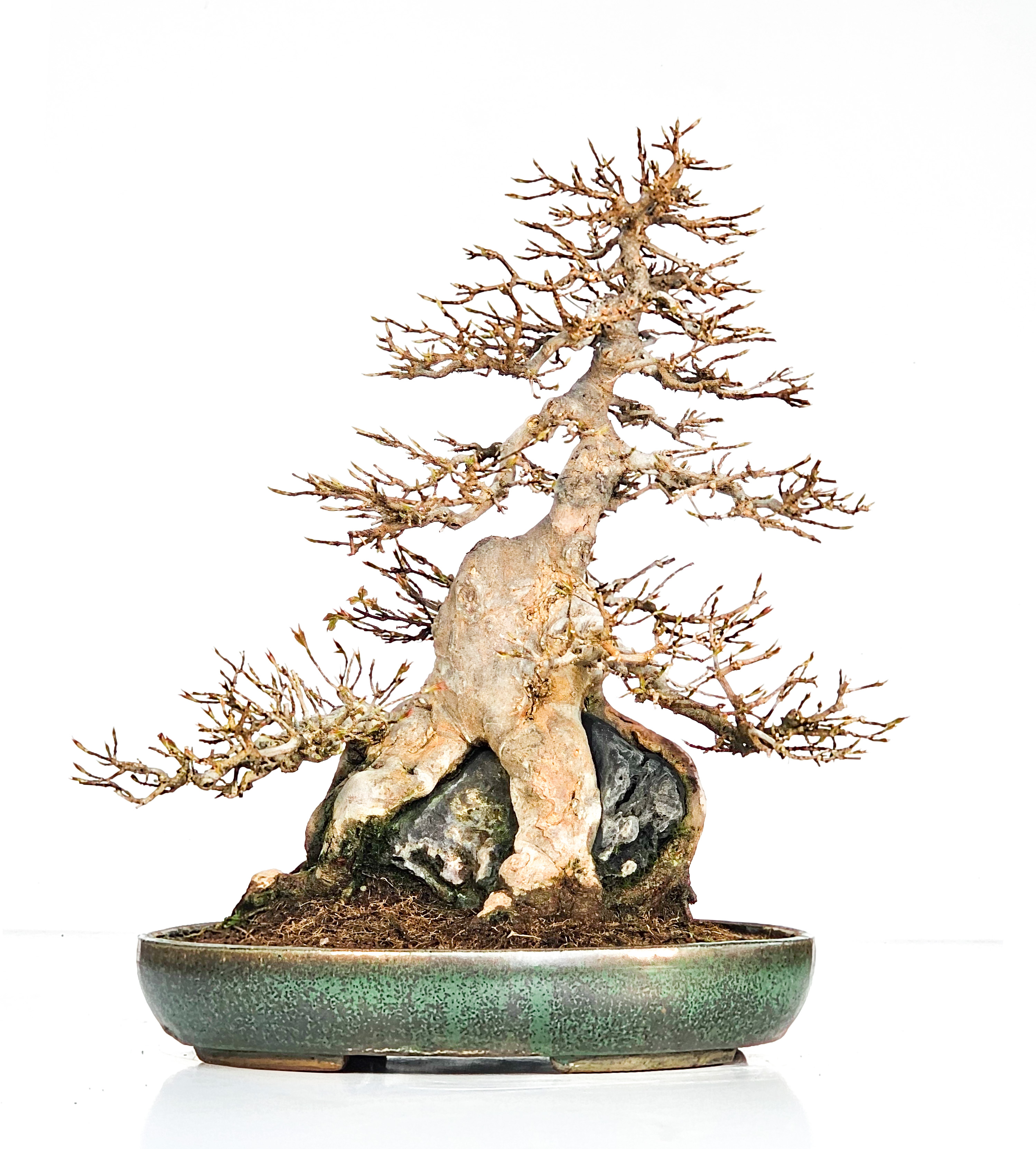 Bonsai Dreispitzahorn über Stein Ishizuki  - Acer buergerianum 37cm