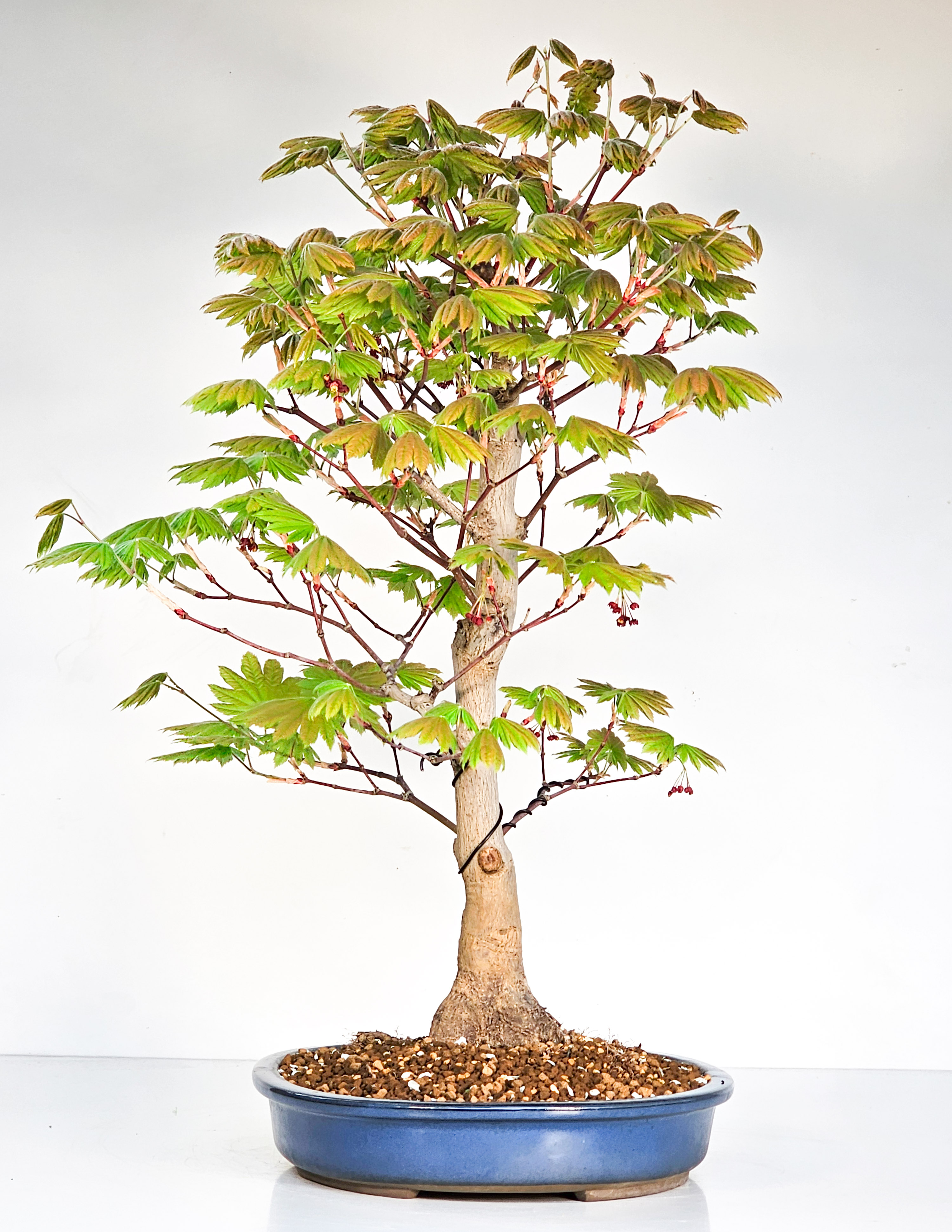 Bonsai Japanischer Ahorn - Acer japonicum 57cm 