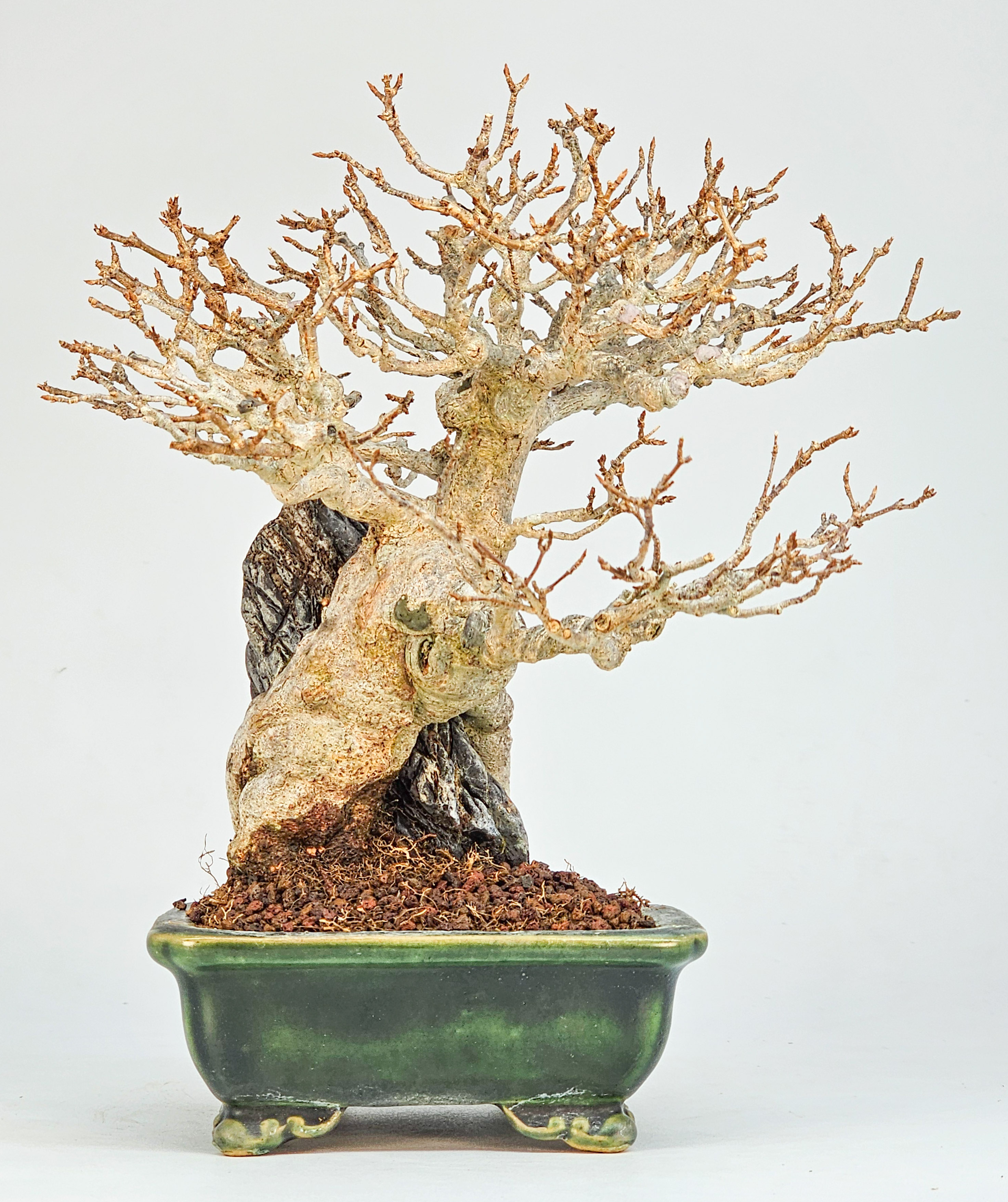 Bonsai Dreispitzahorn - Acer buergerianum Ishizuki Shohin 17cm  
