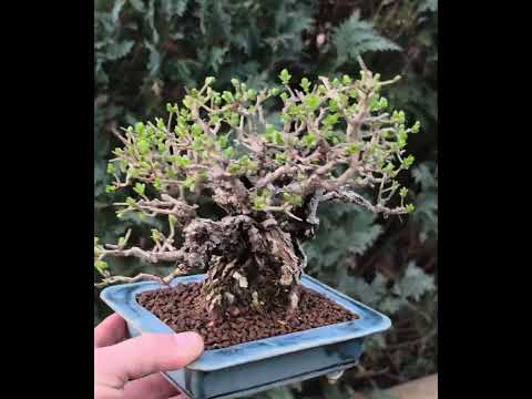 Bonsai Premium Japanischer Liguster - Ligustrum japonicum Shohin 16cm