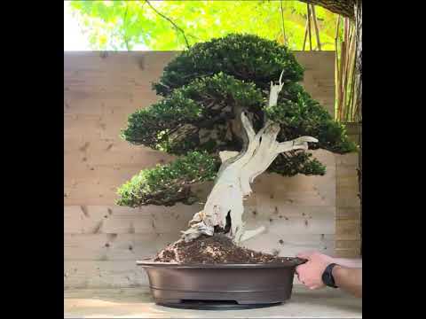 Bonsai Premium japanische Eibe - Taxus 75cm Video!!