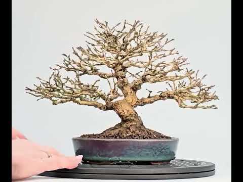 Bonsai Premium Duftahorn - Premna japonica Shohin 20cm Video!!