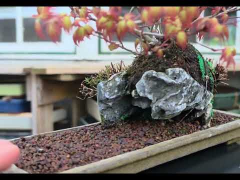 Bonsai Fächerahorn - Acer palmatum Tamahime Ishizuki Shohin 15cm Video!!