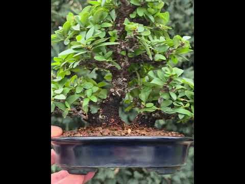Bonsai Feuerdorn - Pyracantha Shohin 19cm Video!!