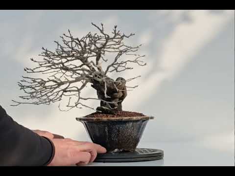 Bonsai Diospyros kaki Kakipflaume 23,5cm - Video!!