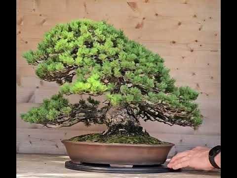 Bonsai Mädchenkiefer Pinus parviflora zuisho 42,5 cm Video!!