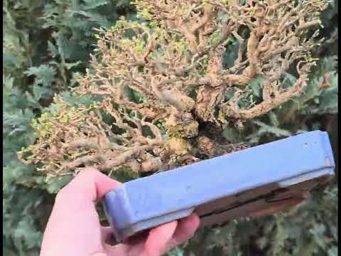 Bonsai Premium Japanischer Liguster - Ligustrum japonicum Shohin 18cm Video!!