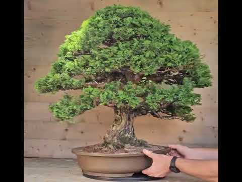 Bonsai Chamaecyparis obtusa 70 cm Video!! Bonsai Chamaecyparis obtusa 70 cm Video!!
