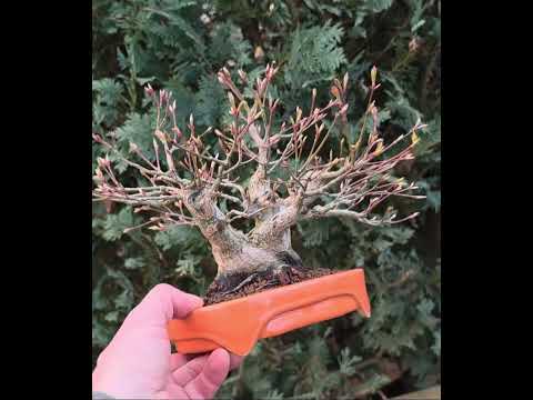 Bonsai Fächerahorn - Acer palmatum Shohin 17cm Video!!