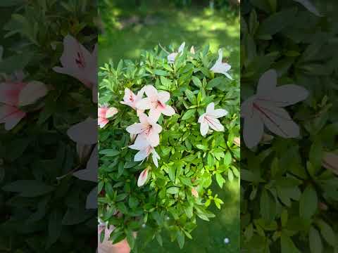 Bonsai Azalee Rhododendron indicum - Hi-no-maru - Shohin 19,5cm - Video!!