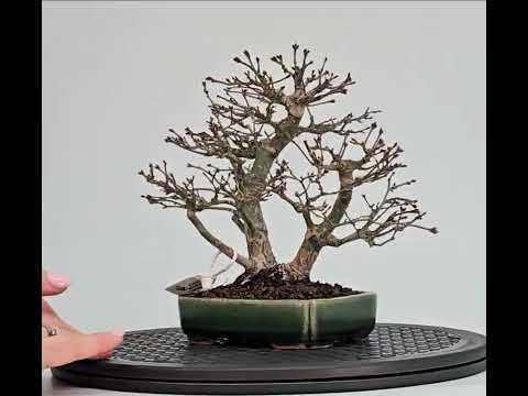 Bonsai Fächerahorn - Acer palmatum Orihime Shohin 17cm Video!!