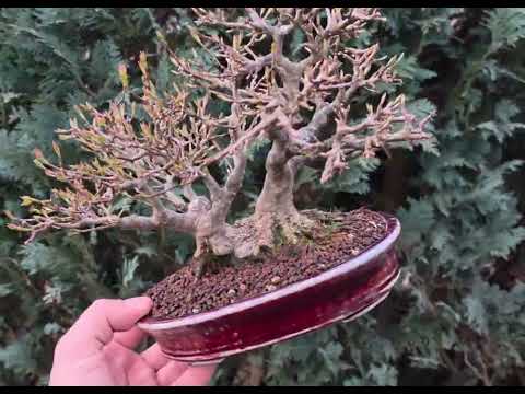Bonsai Dreispitzahorn - Acer buergerianum Shohin 19cm Video!!