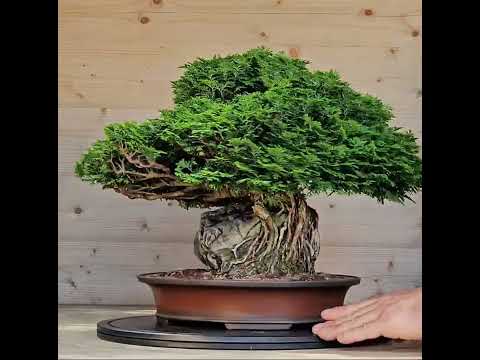 Bonsai Chamaecyparis obtusa 30 cm Video!!