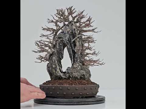 Bonsai Dreispitzahorn - Acer buergerianum Ishizuki 26,5cm - Video!! Bonsai Dreispitzahorn - Acer buergerianum Ishizuki 26,5cm - Video!!