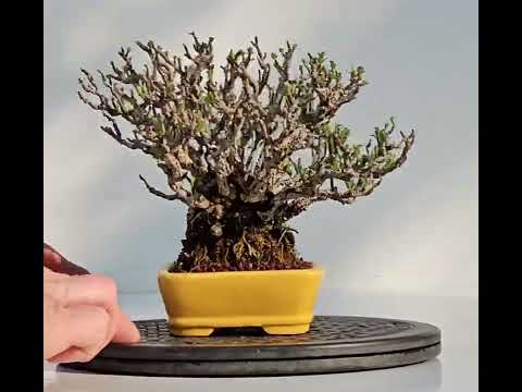 Bonsai Zierquitte - Chaenomeles - Chojubai Shohin 14cm Video!!