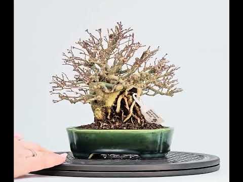 Bonsai Premium Fächerahorn - Acer Palmatum maihime Shohin 16cm Video!!