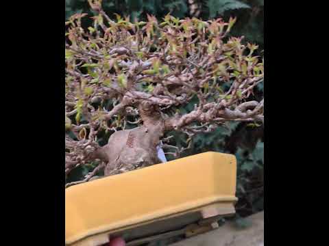 Bonsai Premium Dreispitzahorn - Acer buergerianum Shohin 19cm Video!!