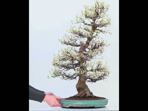 Bonsai Quitte - Pseudocydonia sinensis 85cm Video!!