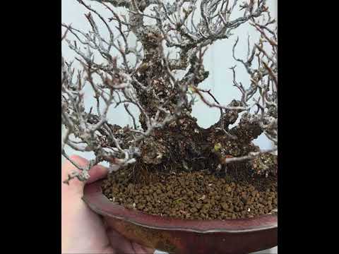 Bonsai Premium Feuerdorn - Pyracantha Shohin 22cm Video!!