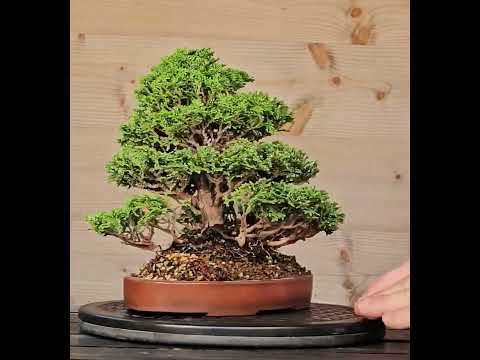 Bonsai Chamaecyparis obtusa Shohin 18,5 cm Video!!