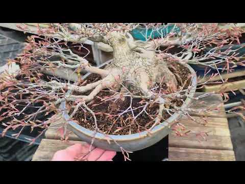 Bonsai Premium Fächerahorn - Acer palmatum Shohin 25cm Video!!