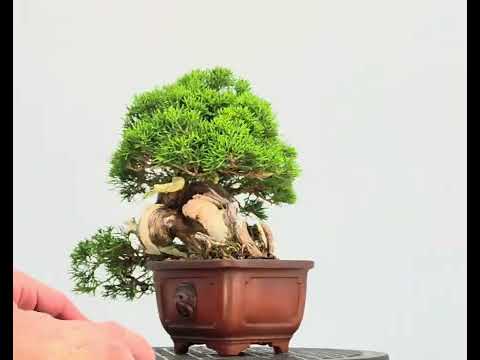 Bonsai Wacholder - Juniperus chinensis Shohin 19cm Video!!