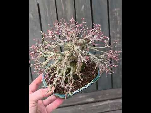 Bonsai Premium Fächerahorn - Acer Palmatum maihime Shohin 16cm Video!!