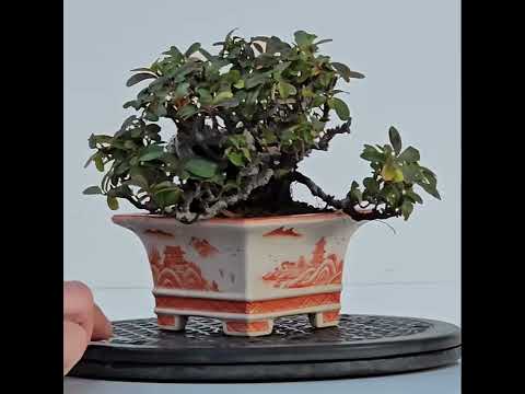 Bonsai Pyracantha - Feuerdorn Shohin 10cm  Video!!